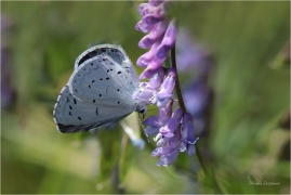 <p>MODRÁSDEK KRUŠINOVÝ (Celastrina argiolus) Šluknovsko ---- /Holly blue - Faulbaum-Bläuling/</p>